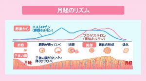 月経前に食欲が増すのはどうして 横浜市都筑区の婦人科 ひまわりレディースクリニック